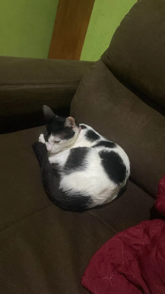 Gato ra a SRD-ViraLata idade 2 a 6 meses nome branca e preta