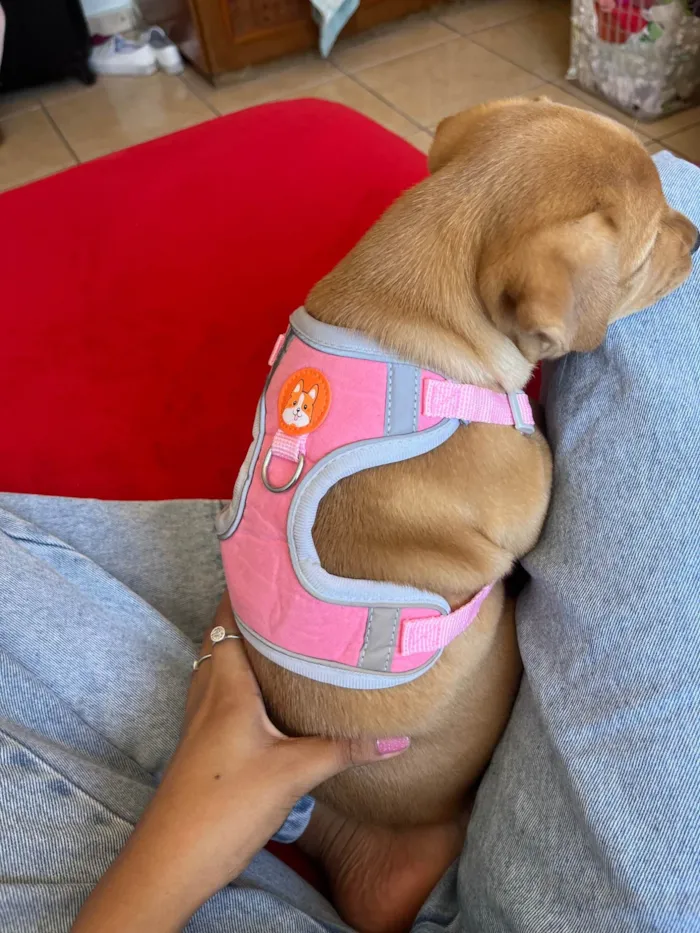 Cachorro ra a SRD-ViraLata idade 2 a 6 meses nome pitomba