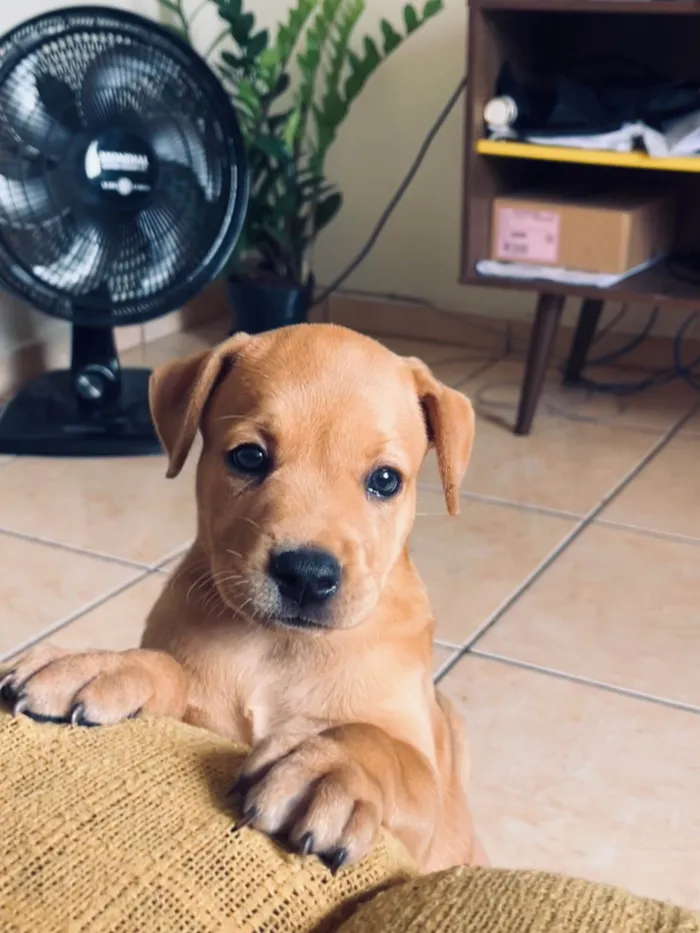 Cachorro ra a SRD-ViraLata idade 2 a 6 meses nome pitomba