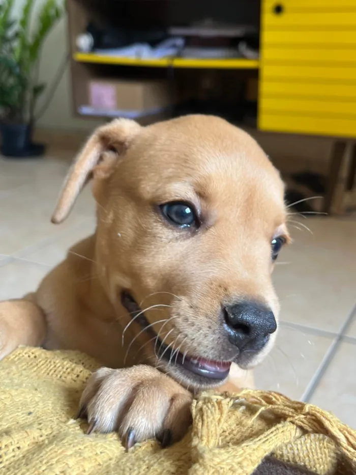 Cachorro ra a SRD-ViraLata idade 2 a 6 meses nome pitomba