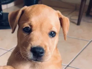 Cachorro raça SRD-ViraLata idade 2 a 6 meses nome pitomba