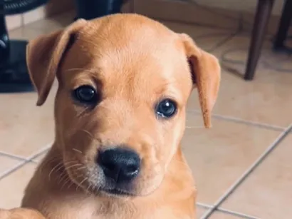 Cachorro raça SRD-ViraLata idade 2 a 6 meses nome pitomba