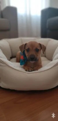 Cachorro ra a SRD-ViraLata idade 2 a 6 meses nome Dudu 