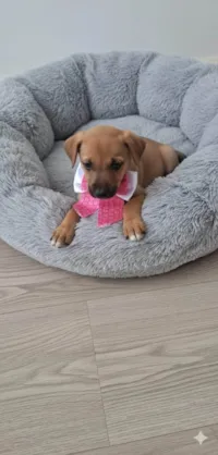 Cachorro ra a SRD-ViraLata idade 2 a 6 meses nome Maria