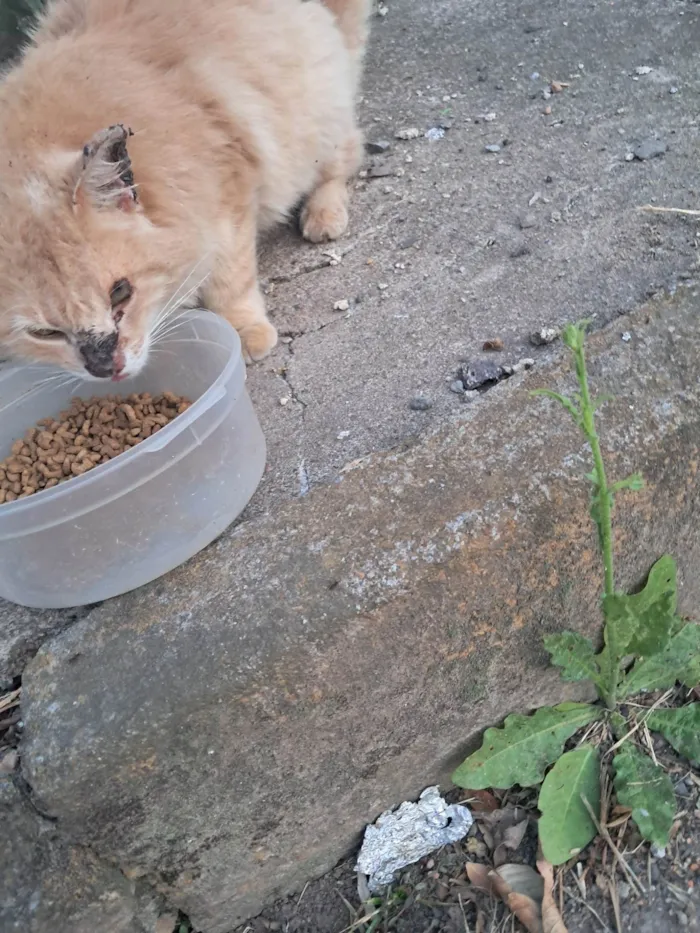 Gato ra a SRD-ViraLata idade 2 anos nome Não sei