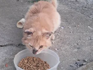 Gato raça SRD-ViraLata idade 2 anos nome Não sei