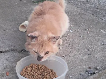 Gato ra a SRD-ViraLata idade 2 anos nome Não sei