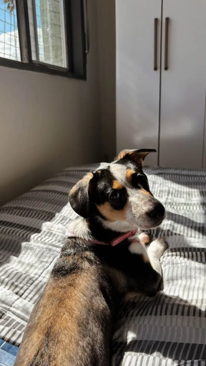 Cachorro ra a SRD-ViraLata idade 7 a 11 meses nome Shelly