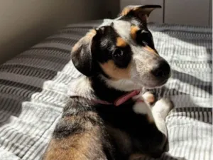 Cachorro raça SRD-ViraLata idade 7 a 11 meses nome Shelly