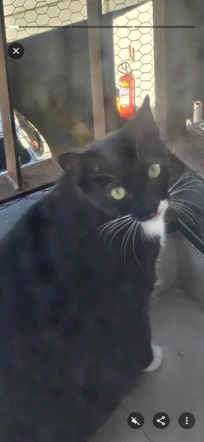 Gato ra a SRD-ViraLata idade 2 anos nome Pretinho, ou negão