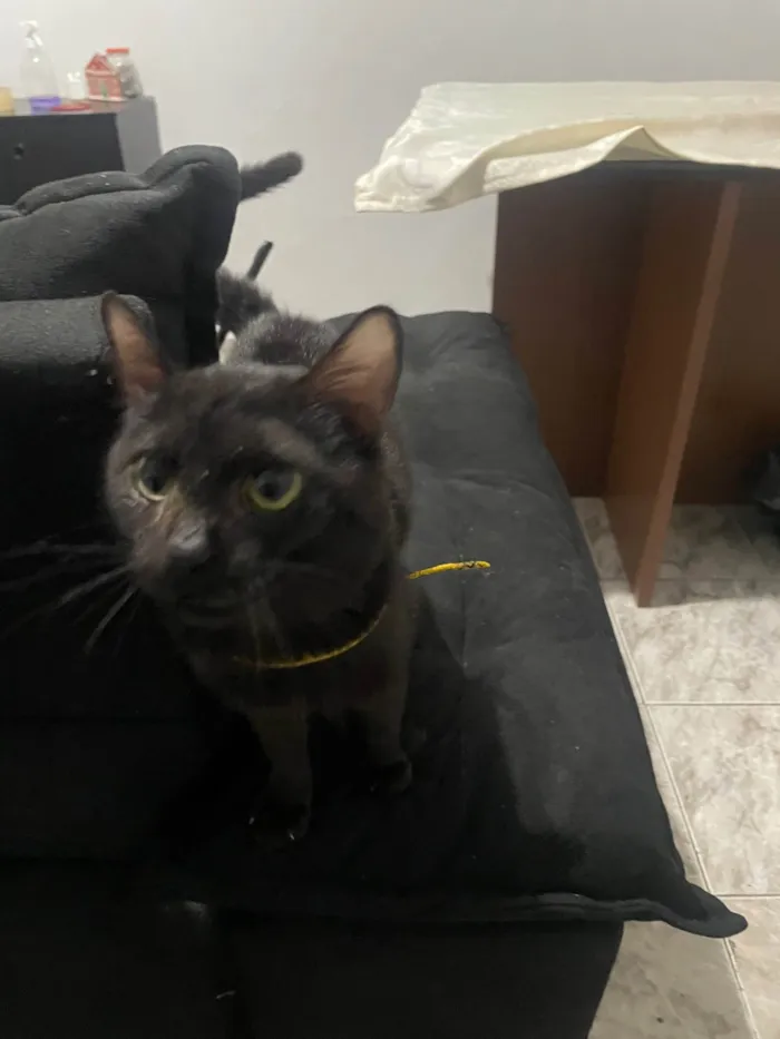 Gato ra a SRD-ViraLata idade 2 a 6 meses nome Bebeinho 