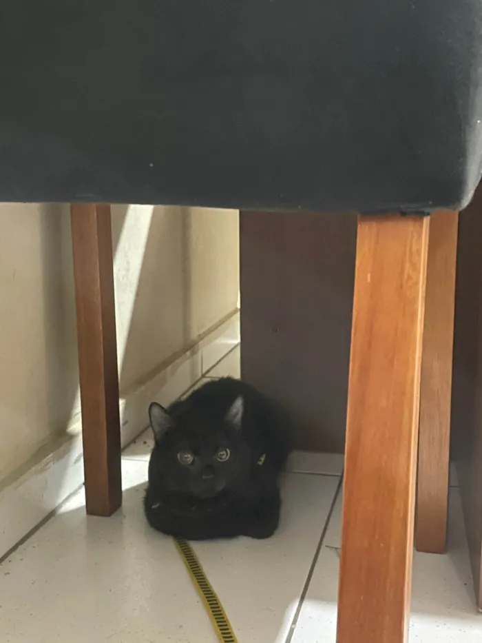 Gato ra a SRD-ViraLata idade 2 a 6 meses nome Bebeinho 