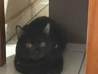 Gato raça SRD-ViraLata idade 2 a 6 meses nome Bebeinho 