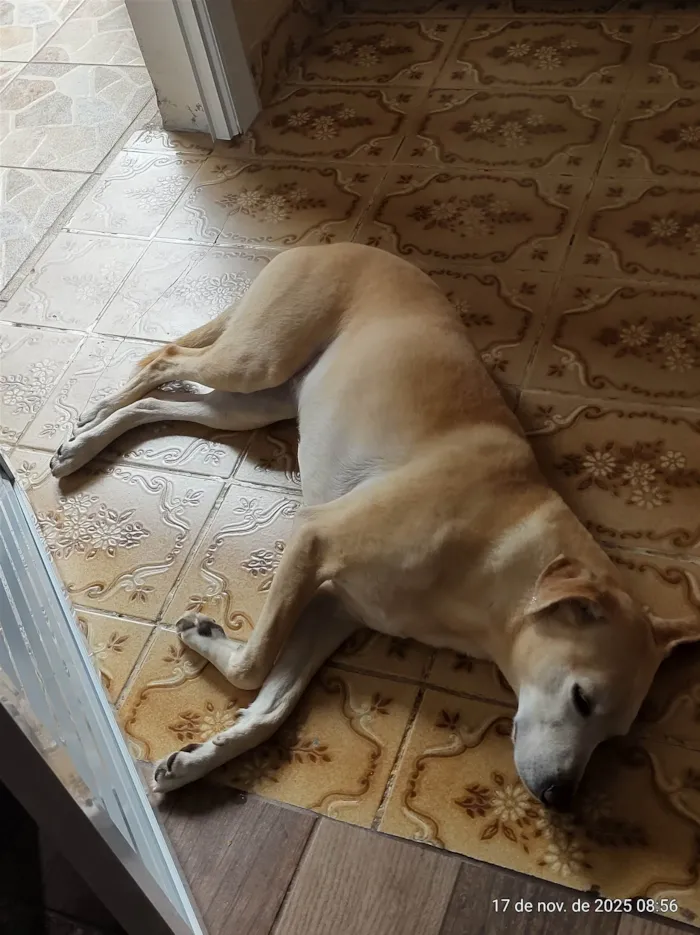 Cachorro ra a SRD-ViraLata idade 6 ou mais anos nome Cacau 