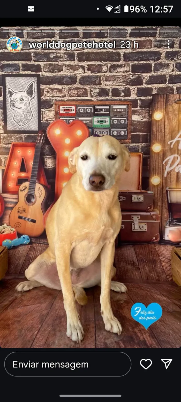 Cachorro ra a SRD-ViraLata idade 6 ou mais anos nome Cacau 