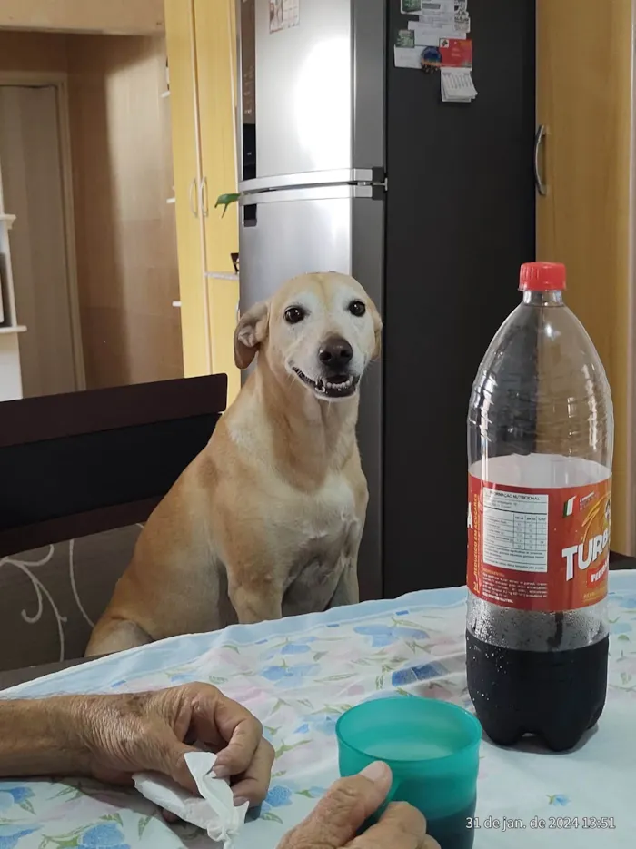 Cachorro ra a SRD-ViraLata idade 6 ou mais anos nome Cacau 