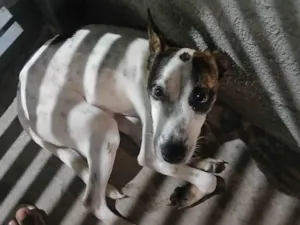 Cachorro raça SRD-ViraLata idade 2 anos nome Sem nome