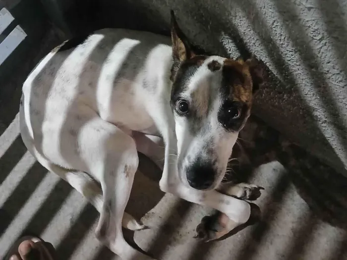 Cachorro ra a SRD-ViraLata idade 2 anos nome Sem nome