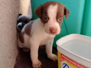 Cachorro raça SRD-ViraLata idade Abaixo de 2 meses nome Sem nome 