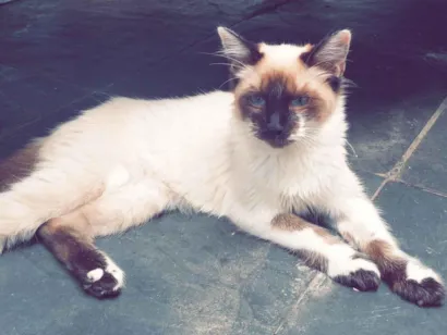 Gato raça SRD-ViraLata idade 2 a 6 meses nome Pulga 