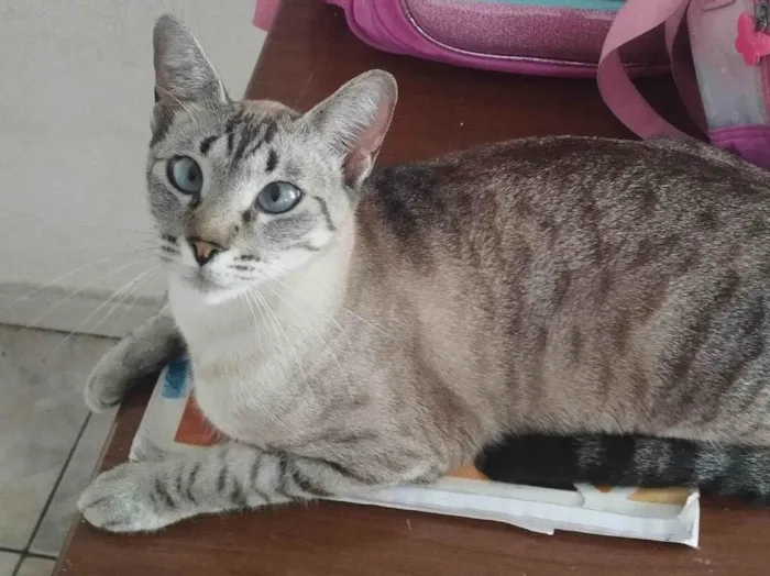 Gato raça SRD-ViraLata idade 7 a 11 meses nome Branquinha 