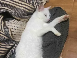 Gato raça SRD-ViraLata idade 2 a 6 meses nome branca e preta