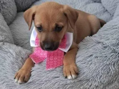 Cachorro raça SRD-ViraLata idade 2 a 6 meses nome Maria