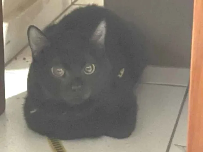 Gato ra a SRD-ViraLata idade 2 a 6 meses nome Bebeinho 