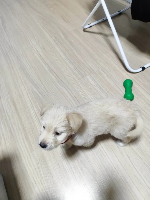 Cachorro ra a Lhasa Apso idade Abaixo de 2 meses nome Minnie