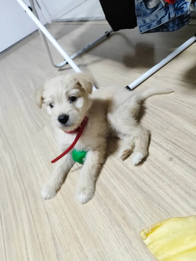 Cachorro ra a Lhasa Apso idade Abaixo de 2 meses nome Minnie