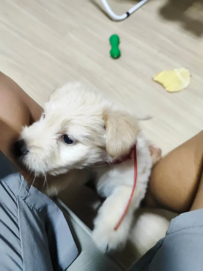 Cachorro ra a Lhasa Apso idade Abaixo de 2 meses nome Minnie