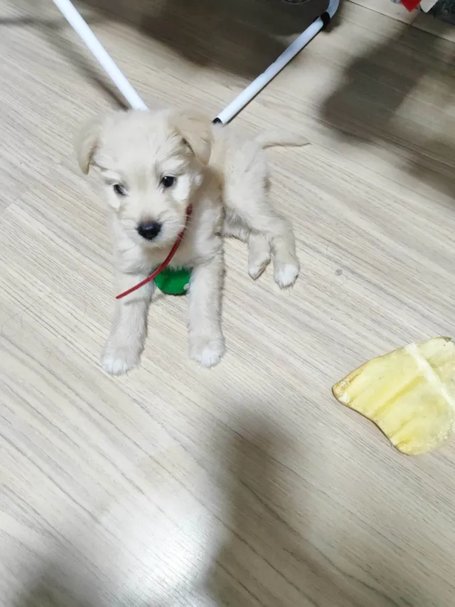 Cachorro ra a Lhasa Apso idade Abaixo de 2 meses nome Minnie