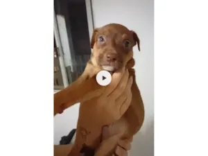 Cachorro ra a SRD-ViraLata idade 2 a 6 meses nome Coragem 