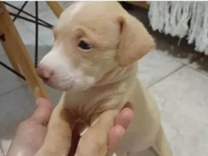 Cachorro raça SRD-ViraLata idade 2 a 6 meses nome Plutão 
