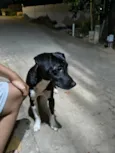 Cachorro ra a SRD-ViraLata idade 1 ano nome Vicente