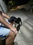 Cachorro ra a SRD-ViraLata idade 1 ano nome Vicente