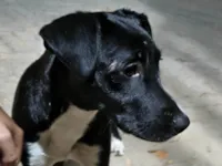 Cachorro raça SRD-ViraLata idade 1 ano nome Vicente