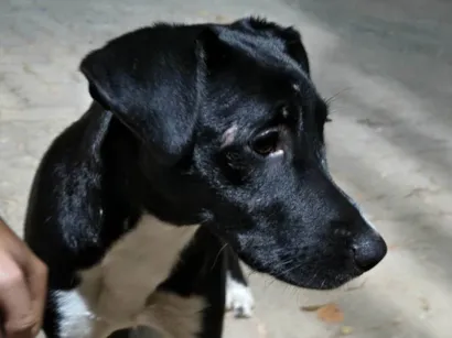 Cachorro raça SRD-ViraLata idade 1 ano nome Vicente