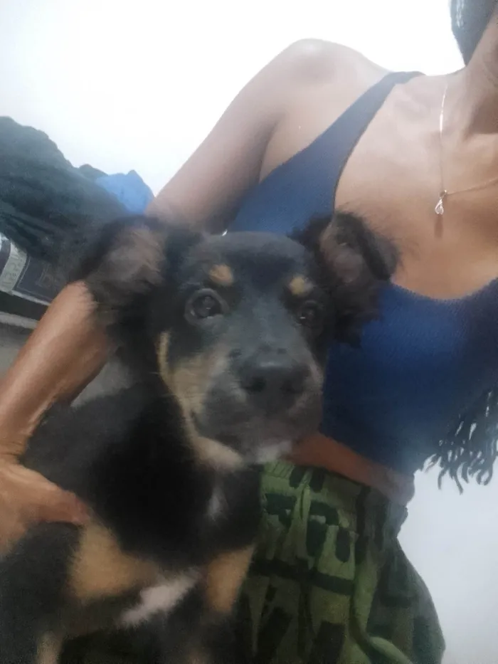 Cachorro ra a SRD-ViraLata idade 2 a 6 meses nome Black 