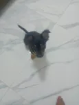 Cachorro ra a SRD-ViraLata idade 2 a 6 meses nome Black 