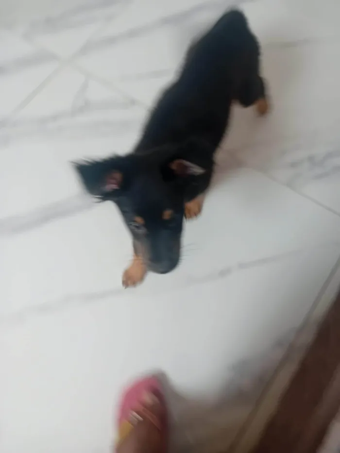 Cachorro ra a SRD-ViraLata idade 2 a 6 meses nome Black 