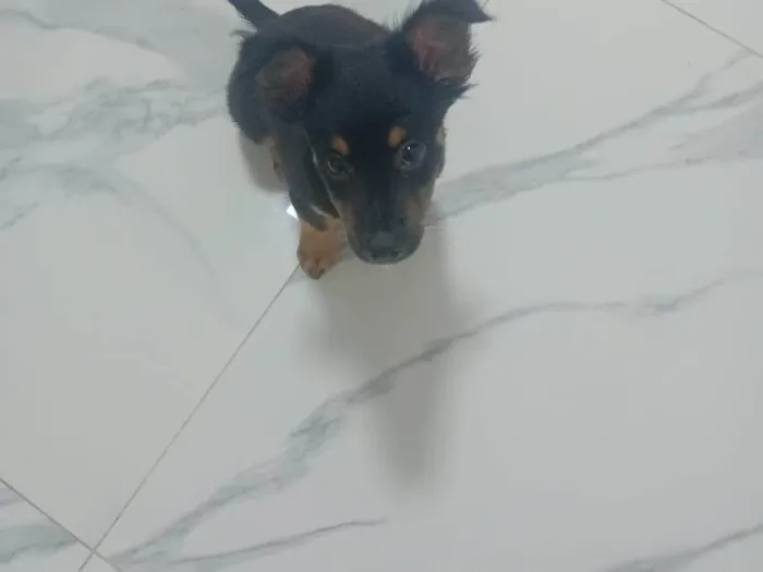 Cachorro ra a SRD-ViraLata idade 2 a 6 meses nome Black 