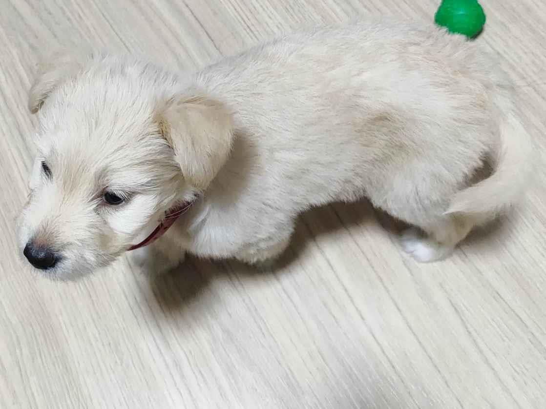Cachorro raça Lhasa Apso idade Abaixo de 2 meses nome Minnie