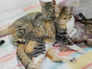 Gato raça SRD-ViraLata idade 7 a 11 meses nome Preciso doar