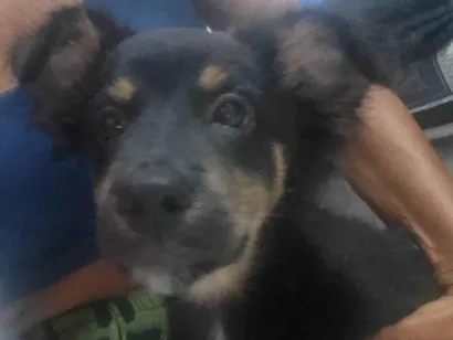 Cachorro ra a SRD-ViraLata idade 2 a 6 meses nome Black 