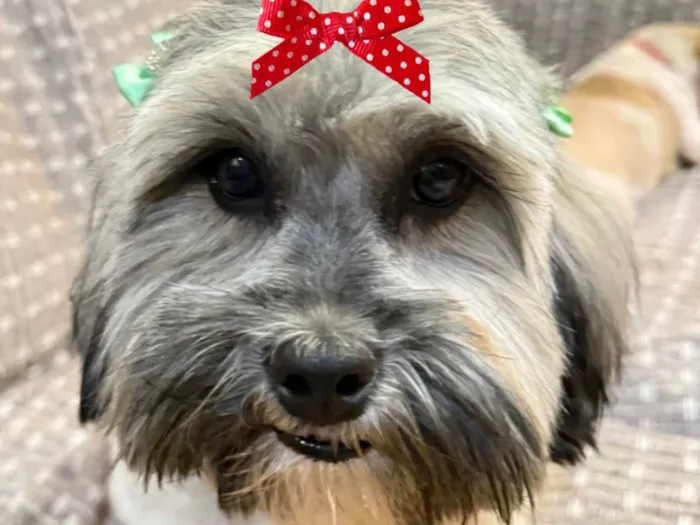 Cachorro raça Shitzu idade 7 a 11 meses nome Susi 