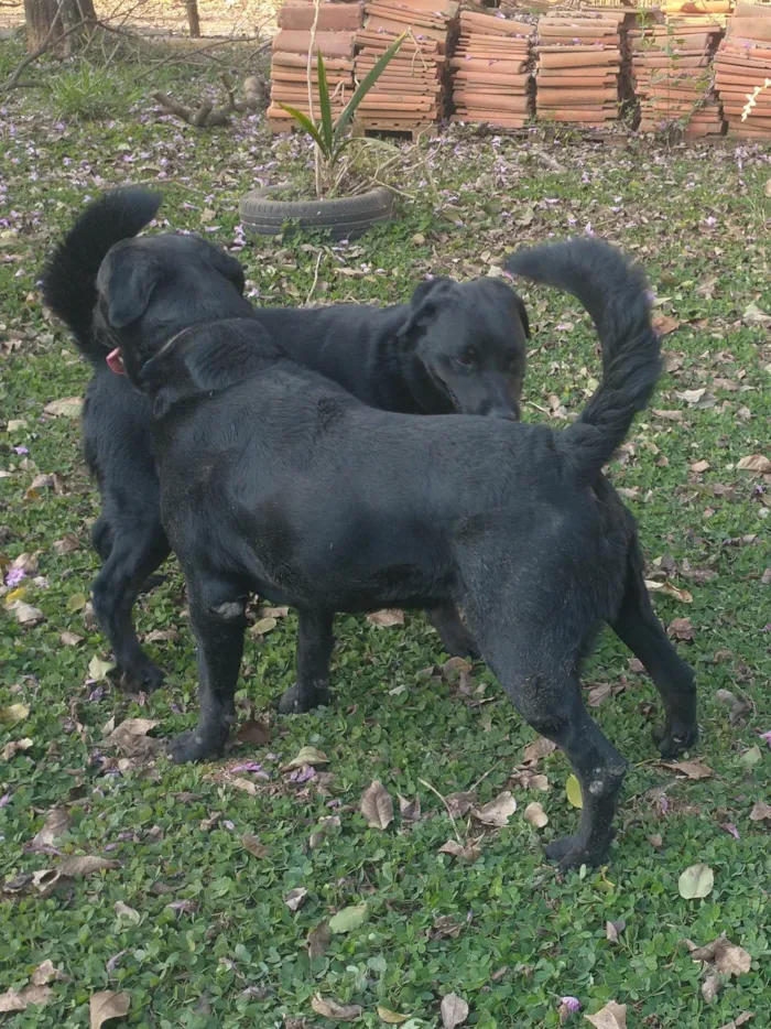 Cachorro raça SRD-ViraLata idade 5 anos nome Apollo 