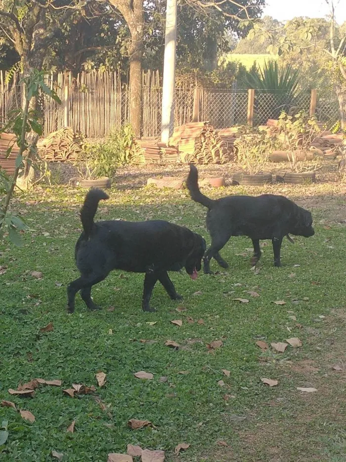 Cachorro raça SRD-ViraLata idade 5 anos nome Apollo 