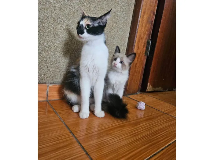 Gato ra a SRD-ViraLata idade 7 a 11 meses nome Gal e Dom