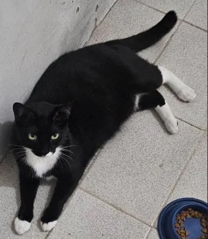 Gato ra a Gato doméstico idade 4 anos nome Pretinho ou Negão